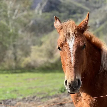 Casetta Silva Luxussátor Berioli