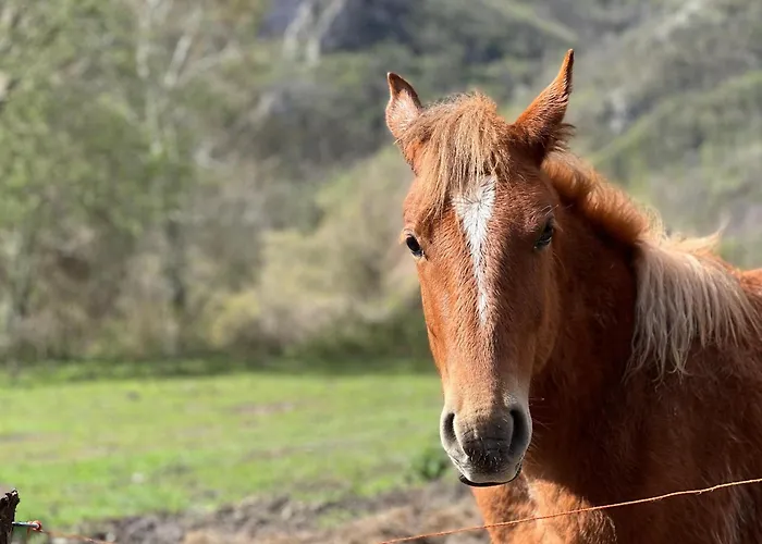 Casetta Silva Luxuszelt Berioli